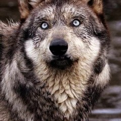 Kemo Kimo   اكرامى