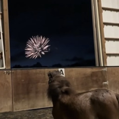 222111125