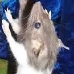 ratgod