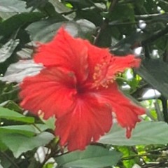 flower power