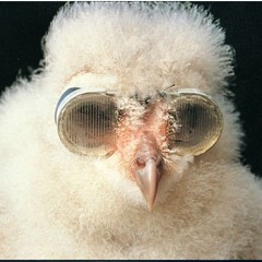Owl Glasses