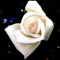 RoseClef