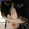 coco cat