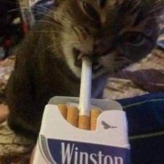 Cat Liver
