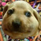 follow Charlie Schuh not this account :()