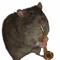 MonkeeMunk