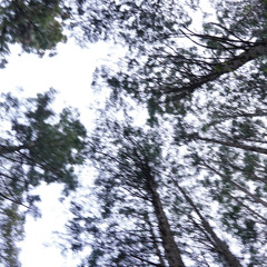 Taira