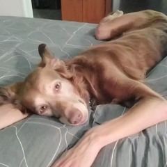 Яша Диазепинов