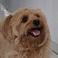 luqueio