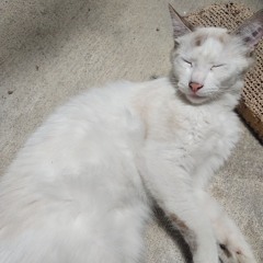 Reo
