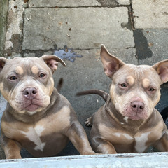 Jake Bailey-wood New