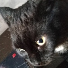 meow