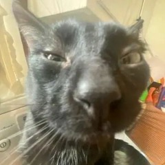 Katt