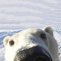 polar