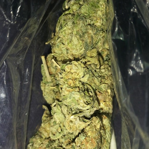 Trap on the Low YC EWZY