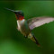 hummingbird