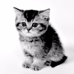 existential meows - three