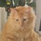 ThisIsMyCatsAcc