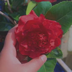 sadia