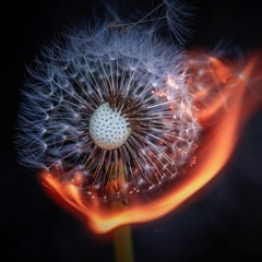 PreVail