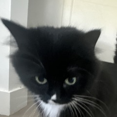 sam