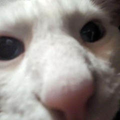 ceebeedee