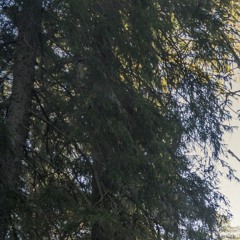 Hen Sky