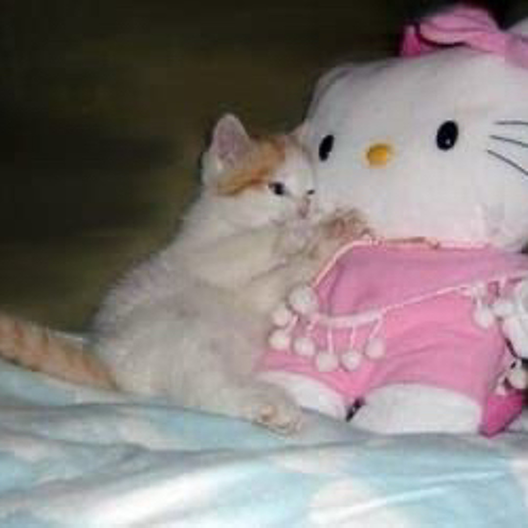 Stream zxcv music | Listen to songs, albums, playlists for free on