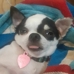 kneeland knew grass  / Apple Slice