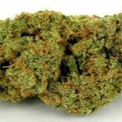 Зелёный Дегустатор