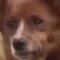 ayoWhatDogDoing