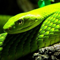 greenmamba