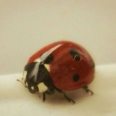 ˚𖦹 🌟 ꒱ 𝐒𝐧𝐨𝐰𝐲 𓂃