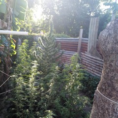 jungle