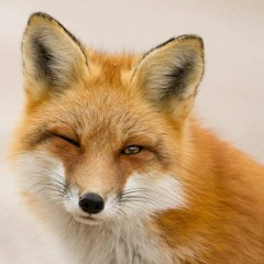 SakuraFox