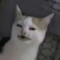 mattfluffy