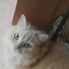عاطف زغلول