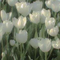 iralsh76