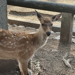 𝗵𝗮𝗱𝗹𝗲𝘆