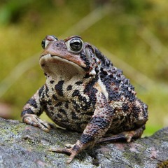 basedtoadsmoke