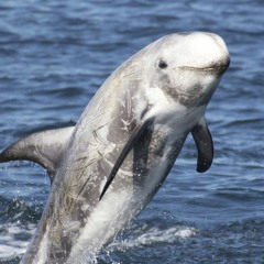 Pelorus Jack