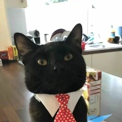 the cat Warrior