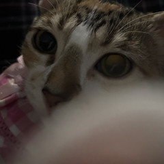 2wosigz