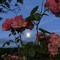 sommersprosse