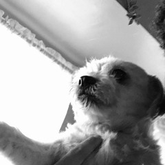 CAINE/RIP P DAWG