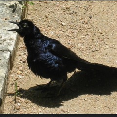 Grackles