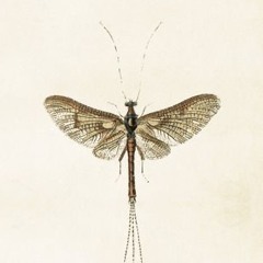 mayfly