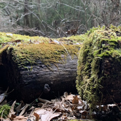 nature,