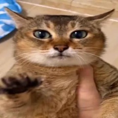 zuzucat