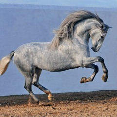 ElGalloFlacko